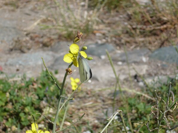 20090620_100222_P1010745