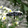 20090620_181801_P1010762