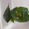 20090719_142801_P1010910
