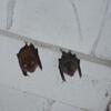 20090720_110257_P1010916