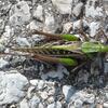 20090809_161444_P1010997