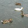 20090912_153530_P1020126