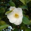 20100328_105908_P1020556