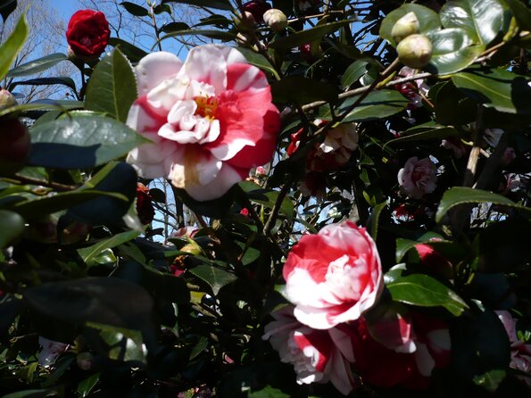 20100406_120759_P1020574