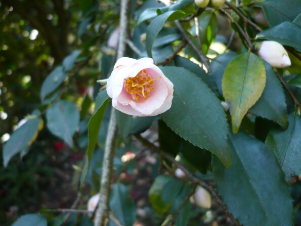 20100406_121445_P1020576