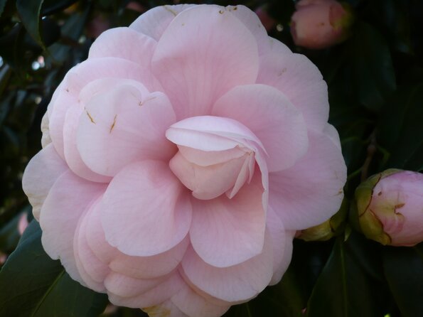 20100406_121513_P1020578