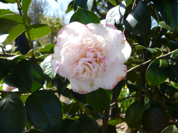 20100406_121842_P1020580