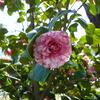 20100406_122107_P1020582