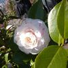 20100406_122759_P1020586