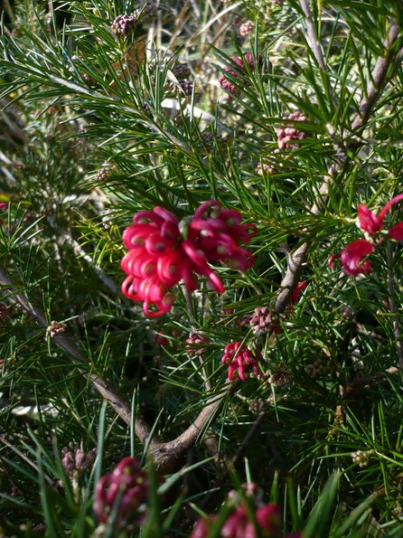 20100407_133756_P1020595
