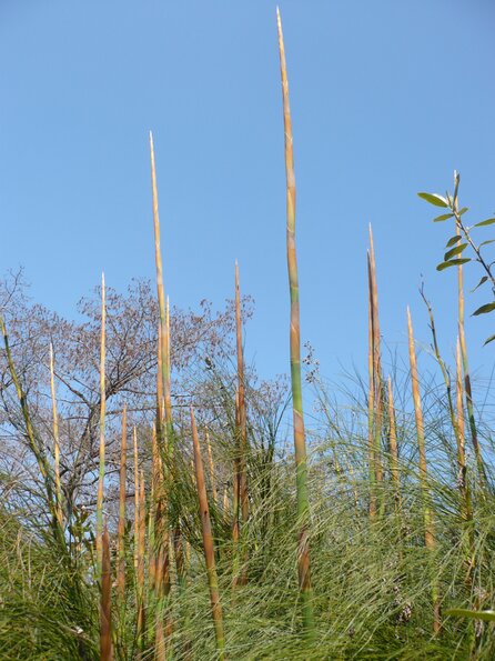 20100407_135801_P1020602