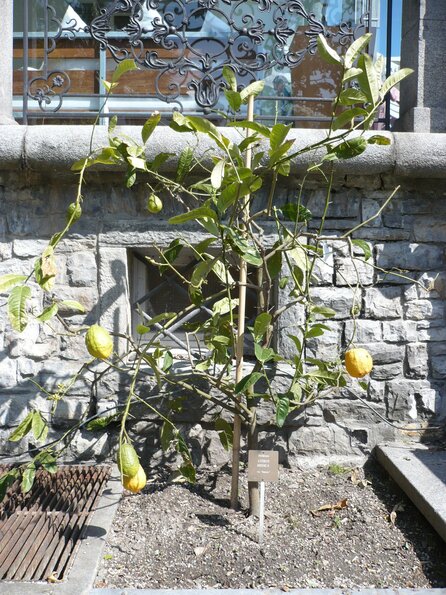 20100407_141224_P1020610