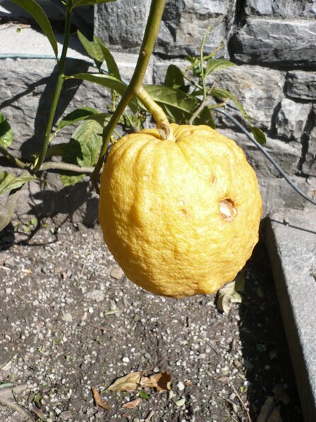 20100407_141250_P1020611
