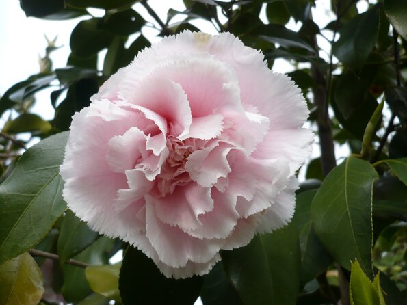 20100418_165618_P1020658