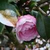 20100418_165814_P1020661