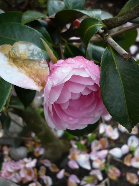 20100418_165814_P1020661