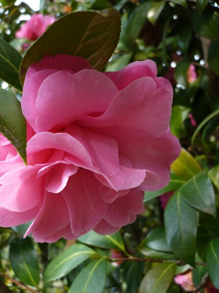 20100418_165835_P1020662