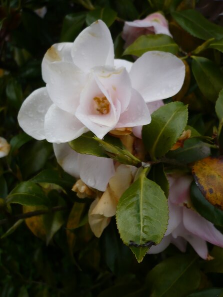 20100418_170202_P1020664
