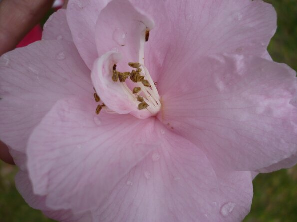 20100418_170225_P1020665