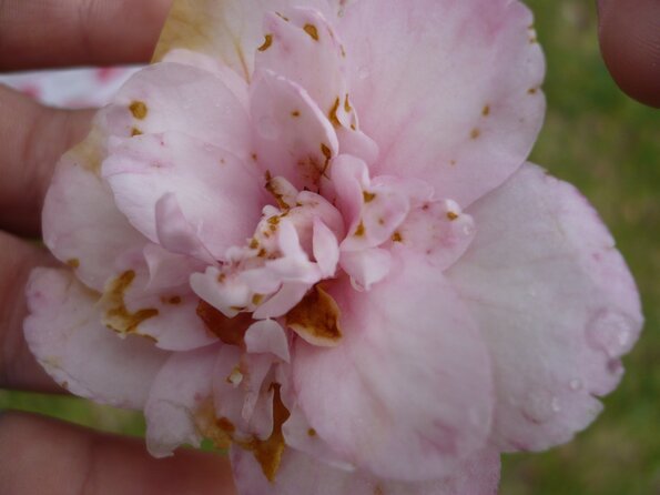 20100418_170237_P1020666