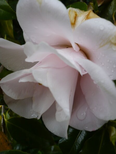 20100418_170254_P1020667