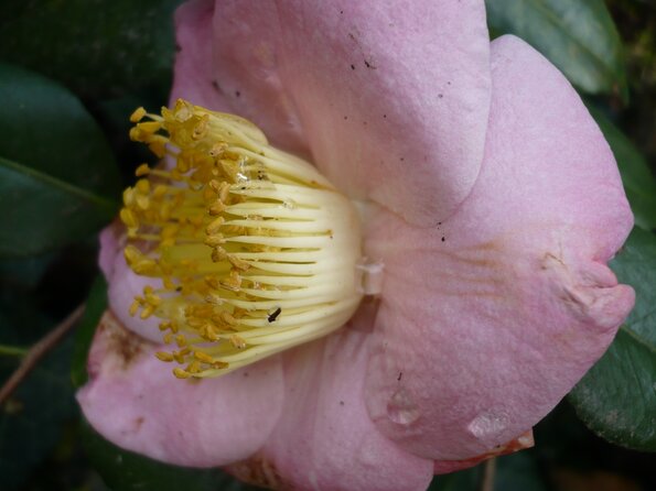 20100418_170510_P1020668
