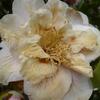 20100418_170622_P1020669