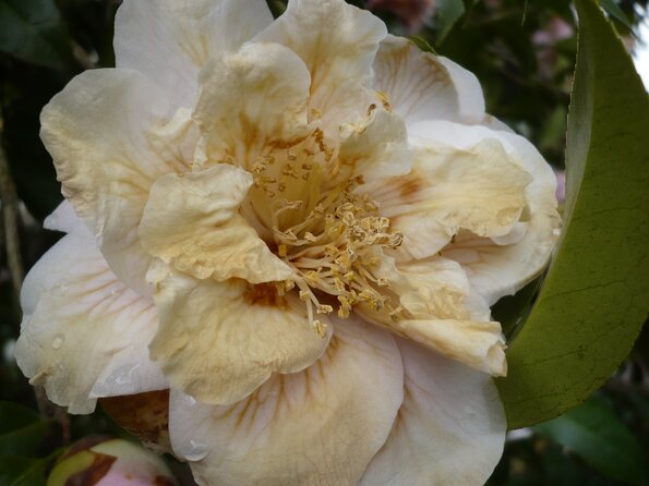 20100418_170622_P1020669