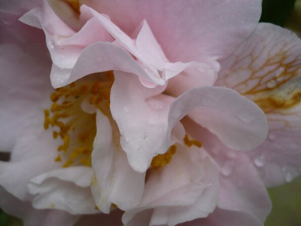 20100418_170637_P1020670