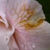 20100418_170651_P1020671