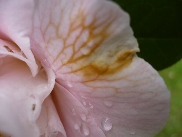 20100418_170651_P1020671