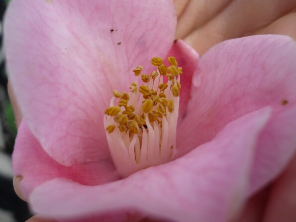 20100418_170952_P1020674