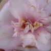 20100418_171007_P1020675