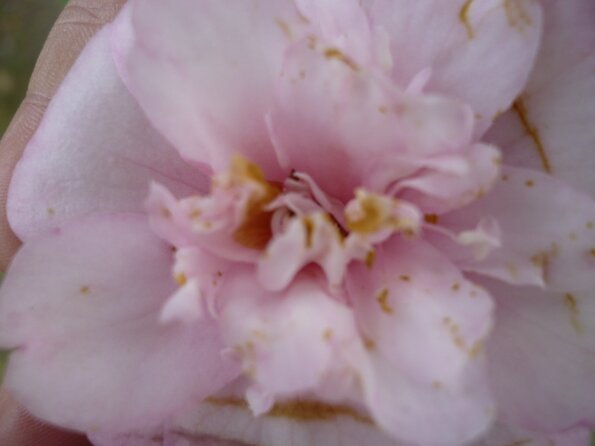 20100418_171007_P1020675