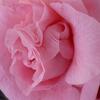 20100418_171603_P1020684