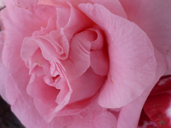 20100418_171603_P1020684