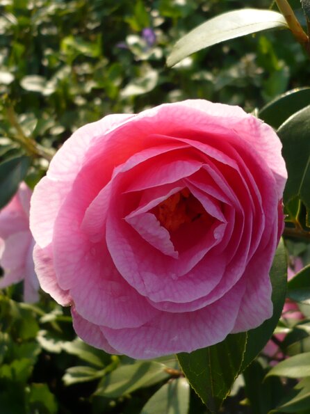 20100418_175913_P1020690