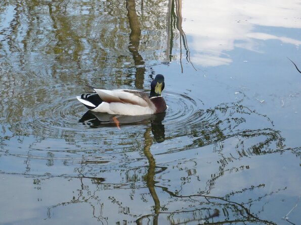 20100418_180034_P1020691