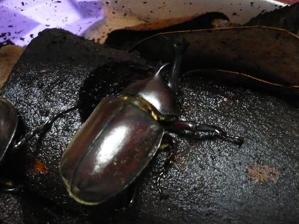 20100714_203945_P1020863