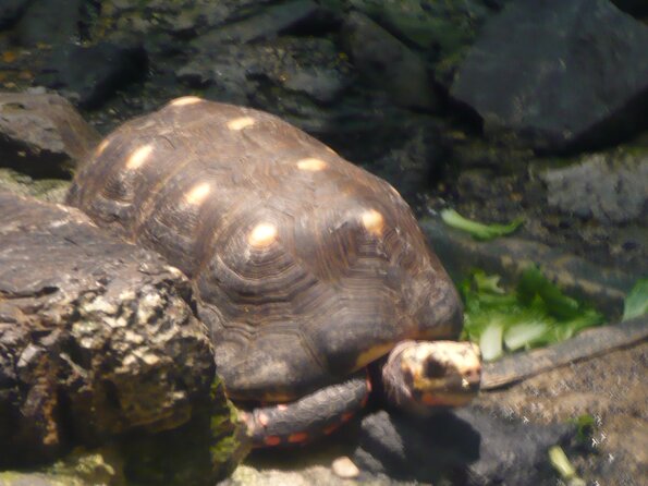 20100715_121015_P1020867