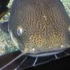 20100715_121945_P1020874