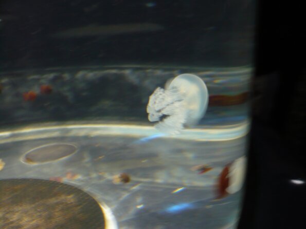 20100715_125634_P1020880