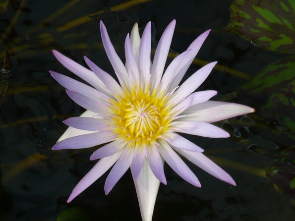 20100723_145727_P1030064