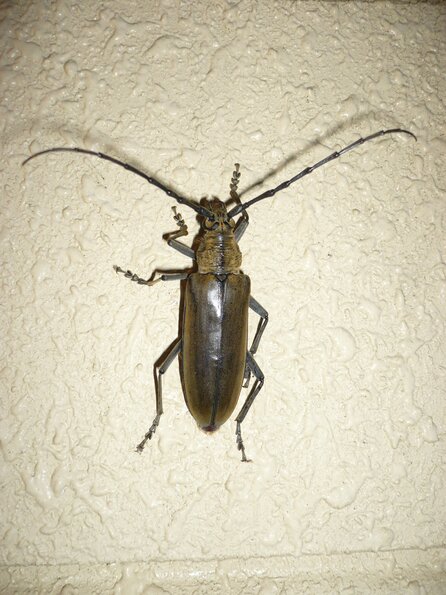 20100727_213407_P1030125