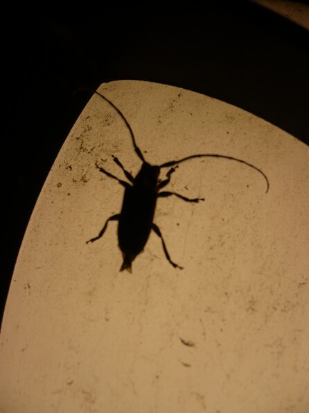 20100727_220043_P1030135
