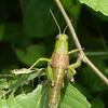 20100728_113830_P1030138