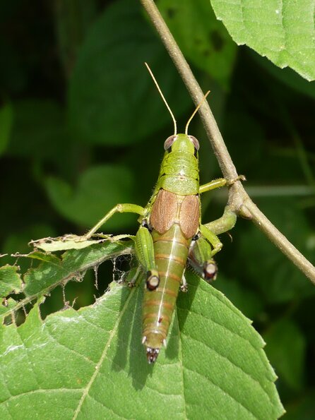 20100728_113830_P1030138