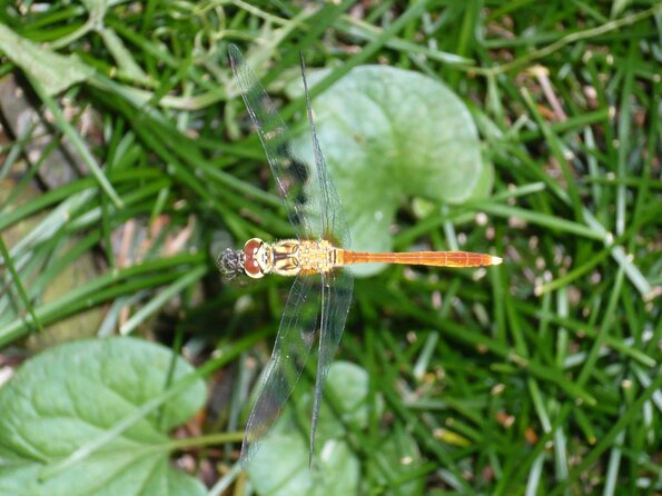 20100730_175218_P1030163