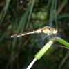 20100730_175305_P1030164
