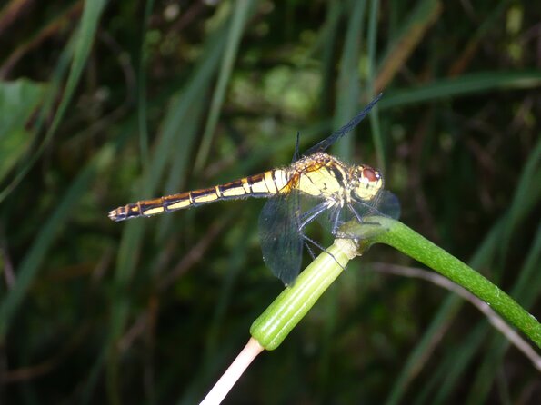 20100730_175305_P1030164